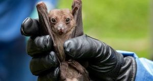 Uganda Confirms Marburg Virus Outbreak