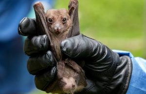 Uganda Confirms Marburg Virus Outbreak
