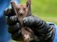 Uganda Confirms Marburg Virus Outbreak