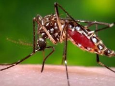 Five Suspected Deaths as Dengue Cases Near 1,700 in Garissa, Wajir