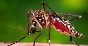 Five Suspected Deaths as Dengue Cases Near 1,700 in Garissa, Wajir