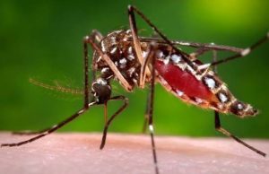 Five Suspected Deaths as Dengue Cases Near 1,700 in Garissa, Wajir